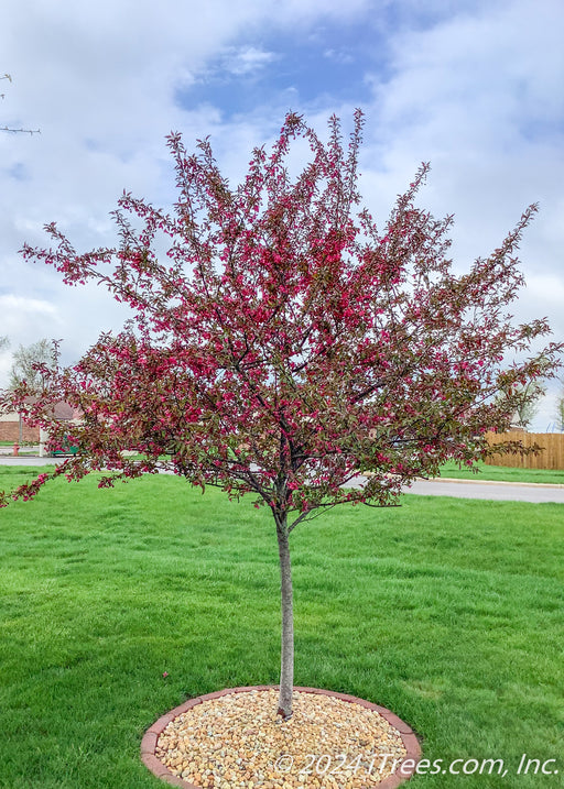 A newly planted Royal Raindrops Crabapple in bloom.