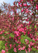 Closeup of pink flowers on the end of a branch at the nursery.