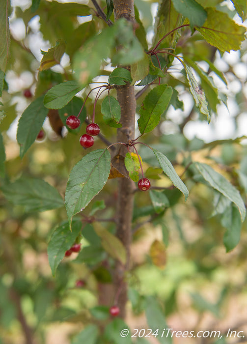 Closeup of green leaves and shiny red crabapple fruit.