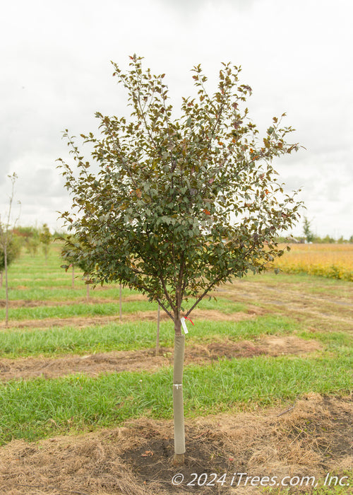 A single trunk Royal Raindrops with green leaves at the nursery.