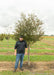 Royal Raindrops Crabapple with green leaves with a person standing next to it to show the canopy height at their elbow.