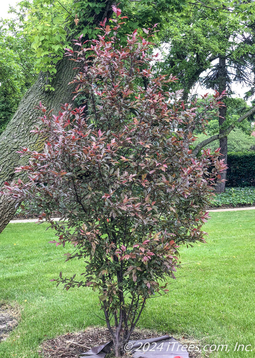 A newly planted clump form Royal Raindrops crabapple with purple leaves. 