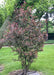 A newly planted clump form Royal Raindrops crabapple with purple leaves. 