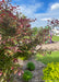 View of the edge of a clump form Royal Raindrops Crabapple branching of greenish-purple leaves.