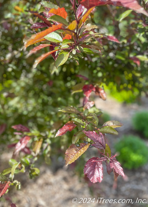 Closeup of reddish-green leaves.