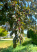 Closeup of the end of a Prairifire branch coated in leaves and crabapple fruit .