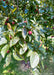 Prairifire Crabapple leaves and crabapple closeup.