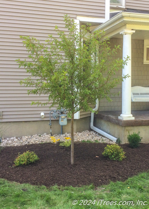 A newly planted Golden Raindrops with bright green leaves.