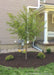 A newly planted Golden Raindrops with bright green leaves.