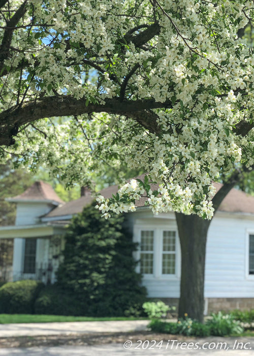 View of the underside of Golden Raindrops Canopy on the parkway in full bloom.