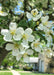 Closeup of bright white rounded, five petal flowers with yellow centers, and green leaves.