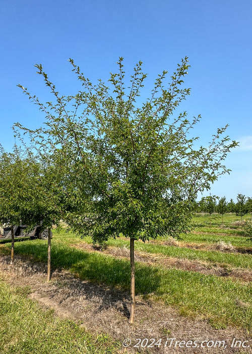 Golden Raindrops crabapple grows in a nursery row with green leaves.