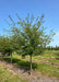 Golden Raindrops crabapple grows in a nursery row with green leaves.