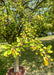 Closeup view of bright green leaves and golden colored crabapple fruit.