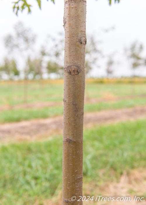 Closeup of brown trunk.