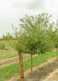 Golden Raindrops Crabapple with a large ruler standing next to it to show its canopy height at about 3 ft.