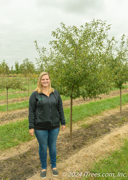 Golden Raindrops Crabapple in the nursery with a person standing next to it for a height comparison.