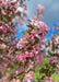 Closeup of a branch coated in blush pink flowers and green leaves.