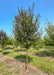 A single trunk Ruby Dayze Crabapple with green leaves growing at the nursery.