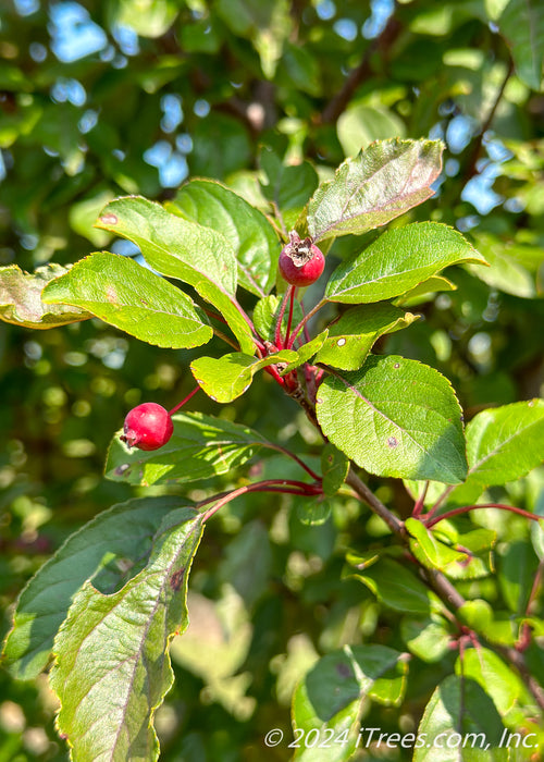 Closeup of green leaves and red crabapple fruit.