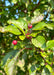 Closeup of green leaves and red crabapple fruit.