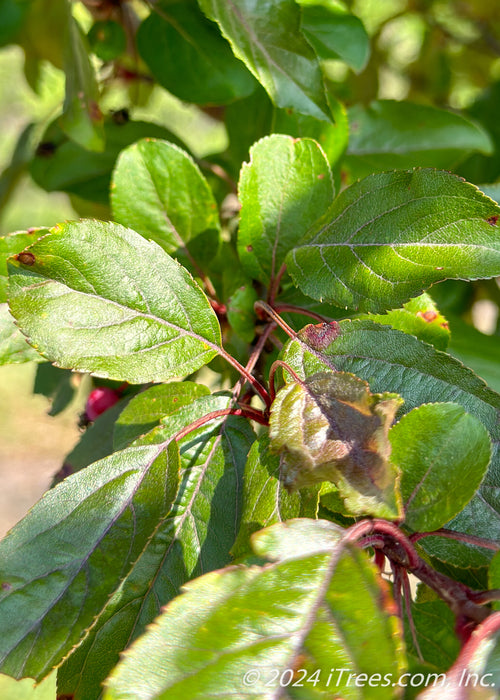 Closeup of green leaves with red stems.