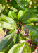 Closeup of green leaves with red stems.