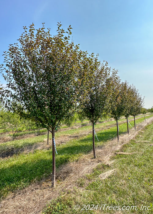 A row of Ruby Dayze Crabapple with green leaves and single trunks at the nursery.