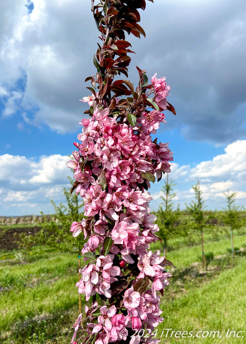 Closeup of upper branching coated in blush pink flowers and purplish green leaves.