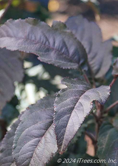 Closeup of dark purple leaves.