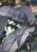 Closeup of dark purple leaves.