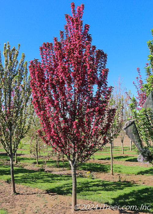 Raspberry Spear with upright branching full of bright pink flowers.