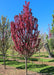 Raspberry Spear with upright branching full of bright pink flowers.