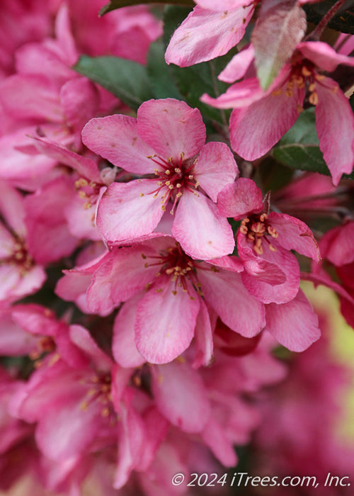 Closeup of blush pink flowers.