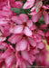 Closeup of blush pink flowers.