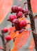 Closeup of bright red crabapple fruit and orange leaves.