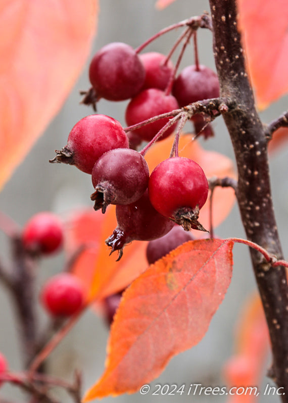 Raspberry Spear® Crabapple