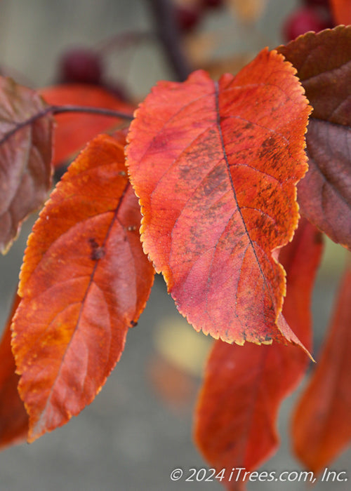 Closeup of bright orange leaf with yellow edges.