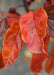 Closeup of bright orange leaf with yellow edges.