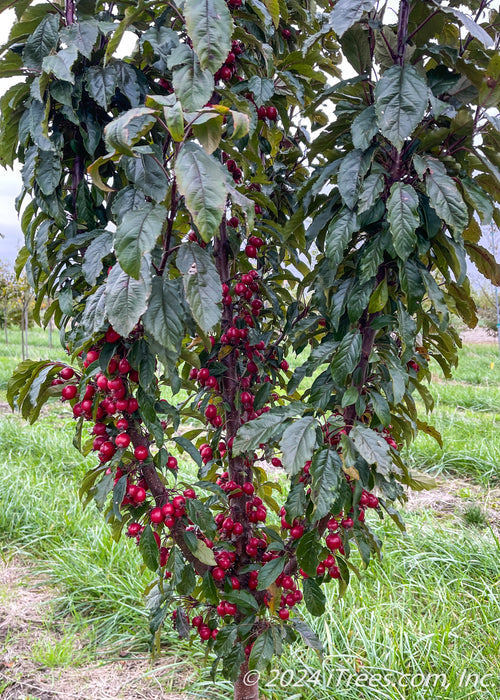 Closeup of lower branching full of bright red crabapple fruit and greenish purple leaves.