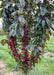 Closeup of lower branching full of bright red crabapple fruit and greenish purple leaves.