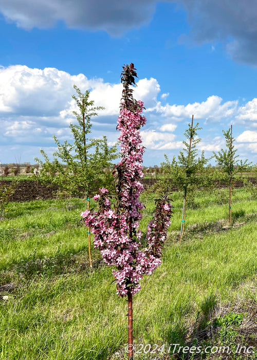 Raspberry Spear with light pink flowers and greenish purple leaves showing narrow branching.