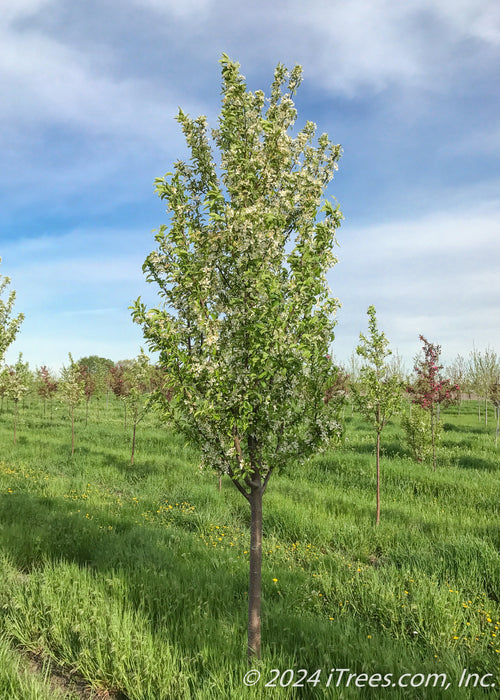 Red Jewel White Flowering Crabapple in bloom at the nursery showing upright branching.