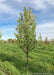 Red Jewel White Flowering Crabapple in bloom at the nursery showing upright branching.