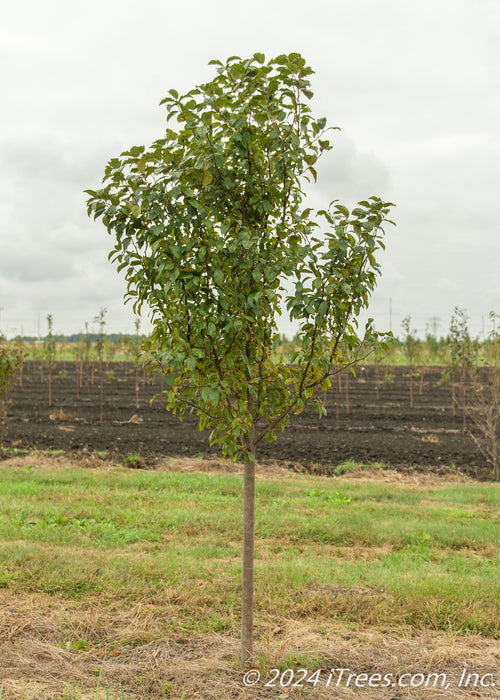 Red Jewel Crabapple with green leaves growing at the nursery.