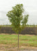 Red Jewel Crabapple with green leaves growing at the nursery.