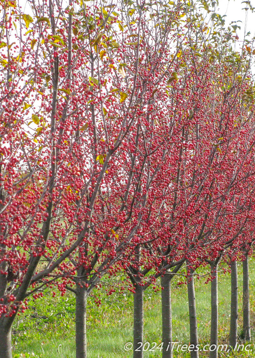 A row of Red Jewel Crabapple with close to no leaves and branches cloated in red crabapples.