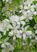 Closeup of green leaves and white flowers with yellow centers.