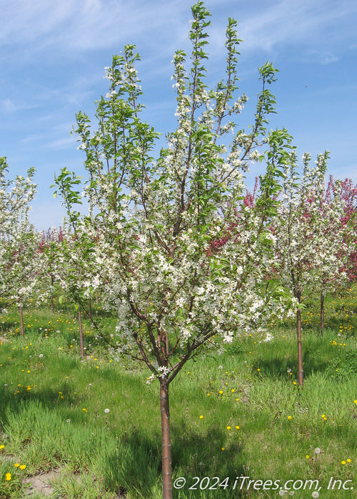 A Red Jewel at the nursery with white flowers and green leaves.