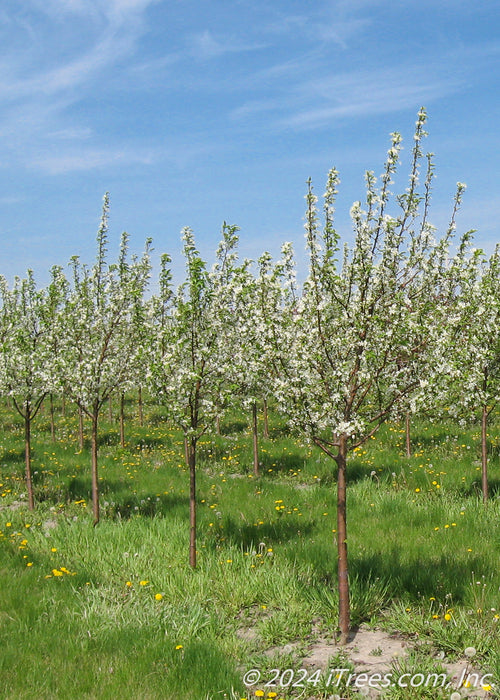 A row of Red Jewel Crabapple growing at the nursery with white flowers.